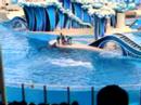 Sea World Dolphin Show Sea World Dolphin Show