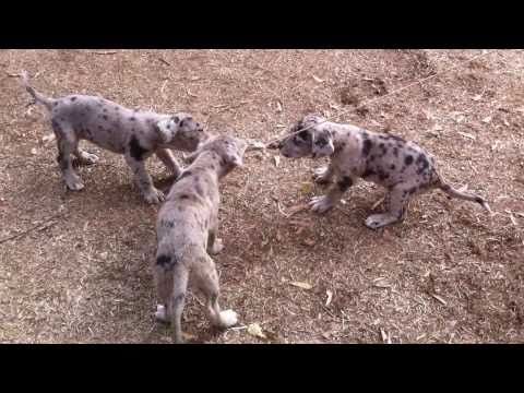bandog