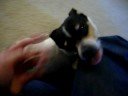 Tilly playtime Tilly playtime