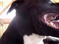 American Staffordshire Nera