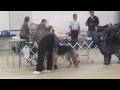 videos de zeke champion