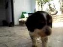 Thor e os filhotes 2 Thor e os filhotes 2