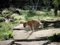 Constipated Tiger