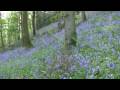 Aughton Woods, Lancashire
