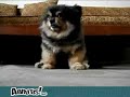 Chien dog dort Sleep