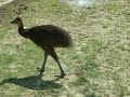 thirsty cassowary