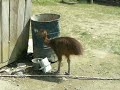 thirsty cassowary
