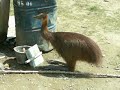 thirsty cassowary