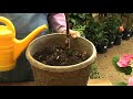 Organic Fertilizing : Adding Organic Fertilizer to Garden