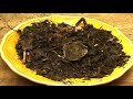 Organic Fertilizing : Adding Organic Fertilizer to Garden