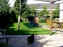 Teleporting dog