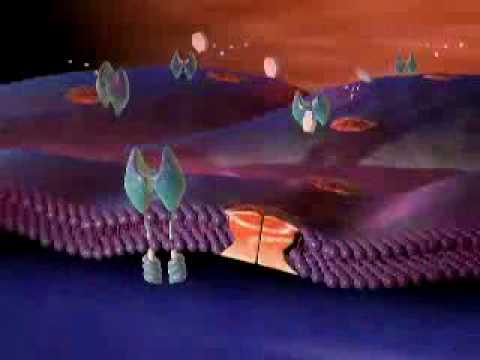 how to isolate an enzyme