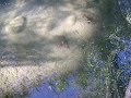 Crawdaddy gang activity in LA River