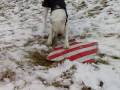 videos de Lestat my white crazy boxer!