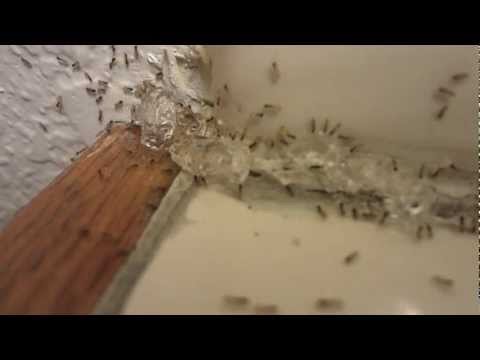 how to eliminate ghost ants
