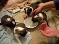 3 week old Sheltie puppies try solid food, part 1