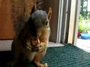 Squirrel up close and personal