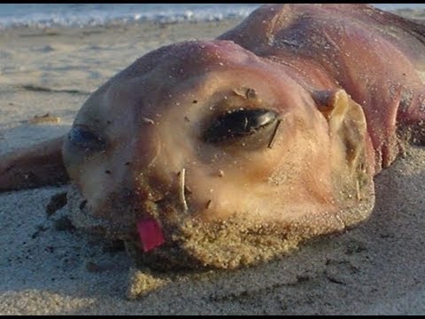 creatures - Small collection of weird creatures that wash up on beaches around the world. What are these monsters, natural mutations, the result of diabolical experiment...