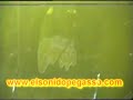 Grupo Pegasso 