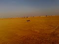 ,هددللسلوقي مرعب دبي ,سلوقي ريس مرعب دبي 2