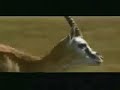 Burro � foda.. Viado e burro.. ai ja � demais!