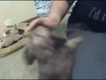 videos de toffe 9-20