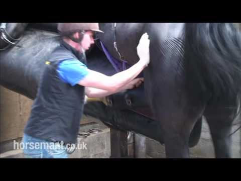 Stallion - http://www.horsemart.co.uk Advice on how to collect semen from a stallion with Ed Lyall from Arundel Equine Hospital for more infromation on breeding mares,a...