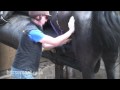 How to collect semen from a stallion.mp4