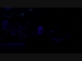Telegraph Road by Mark Knopfler in Paris Bercy