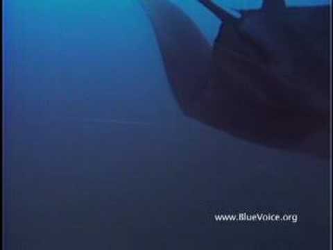 Miracle of the Mantas