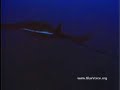 Miracle of the Mantas