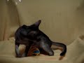 carolcollection hanako/ruddy 5month aby kitten3
