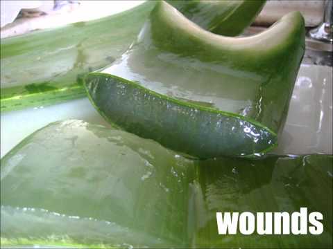 how to use aloe vera plant for skin