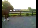 Warmblood Cross for Sale