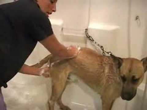 Bathing the Dog | Pet Grooming School | Wag My Tail
