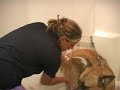 Bathing the Dog | Pet Grooming School | Wag My Tail