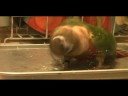 Splish Splash