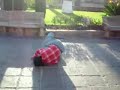 Borracho Ninja Borracho Ninja