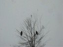 Sunday Morning Snow