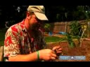 How to Plant a Vegetable Garden : How to Plant Tomatoes in Your Vegetable Garden