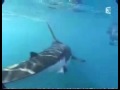 Michael Rutzen The Sharkman Rides On A Great White Shark
