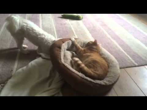 My Bed!