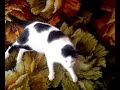 My cat miows odd