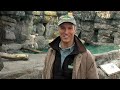 Zoo View-Polar Bears-Cincinnati Zoo