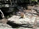 squirrel eating nuts ---- Glacier National Park
