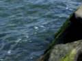 Rock pier view of Hammonasset Beach State Park