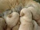 Stenata Meggie - puppies Stenata Meggie - puppies