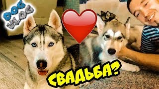 DOGVLOG ЖЕНЮСЬ НА ЛЕКСИ С КАНАЛА ХАСКИ И МАЛАМУТА РОККИ И МАЙКА Говорящая собака