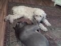 Great Dane and Labradoodle talk about their toys.