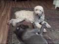 Great Dane and Labradoodle talk about their toys.